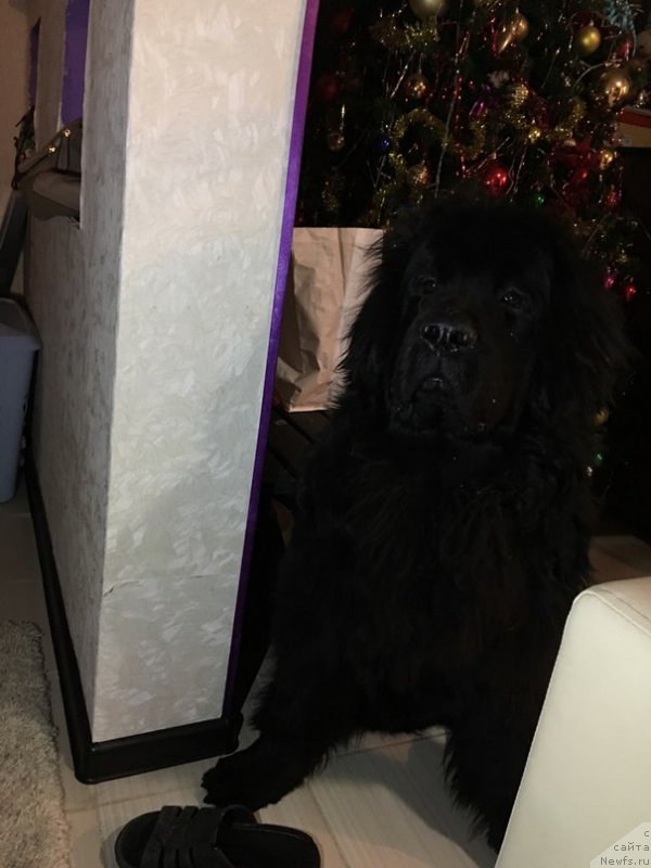 Фото: ньюфаундленд Белкондер-Клаб Ялунго Стронг