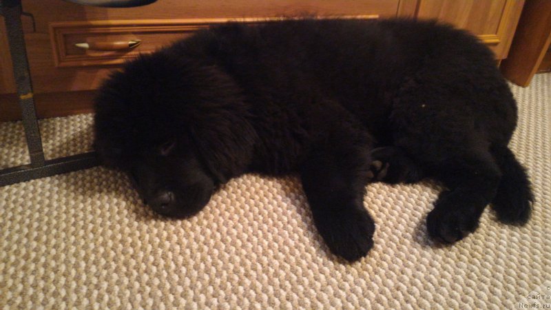 Фотография № 201251