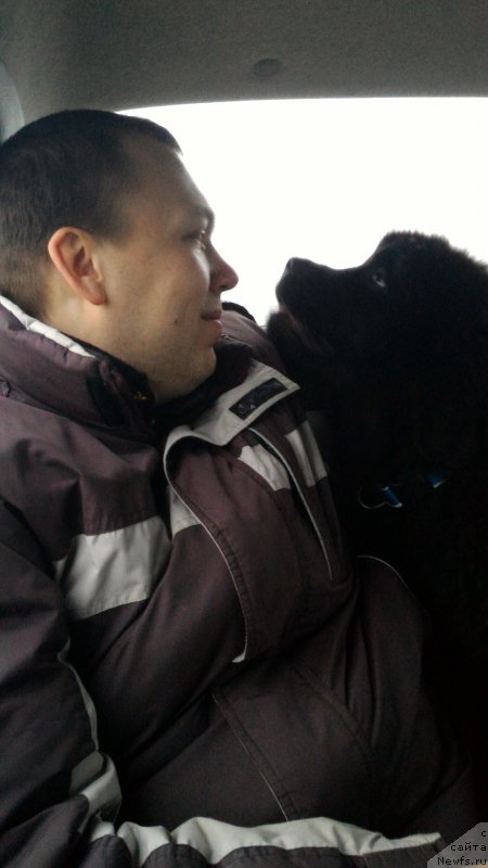 Фото: ньюфаундленд Белкондер-Клаб Бургунди Айс (Belkonder-Club Burgundy Ice)