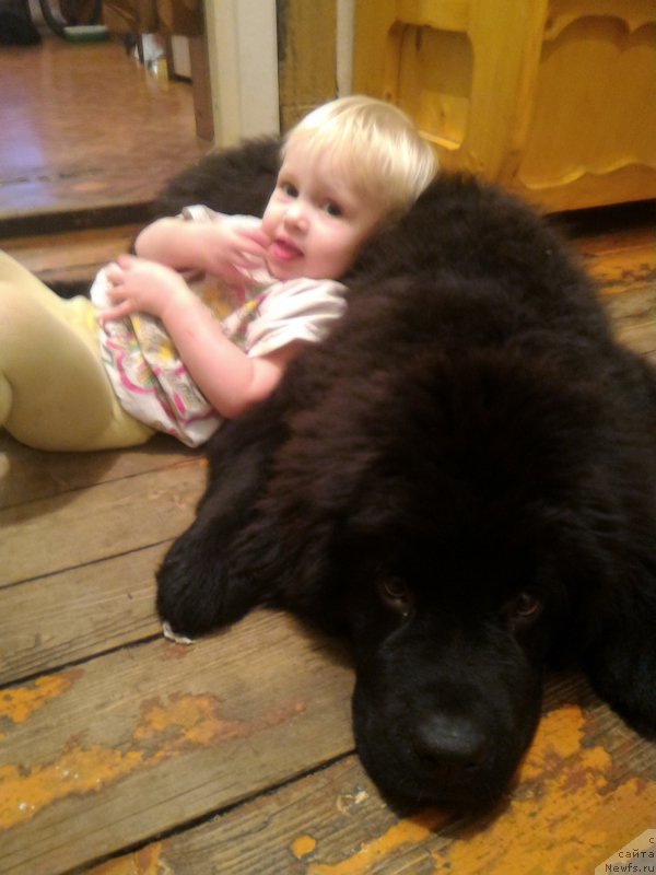 Фото: ньюфаундленд Белкондер-Клаб Бургунди Айс (Belkonder-Club Burgundy Ice)