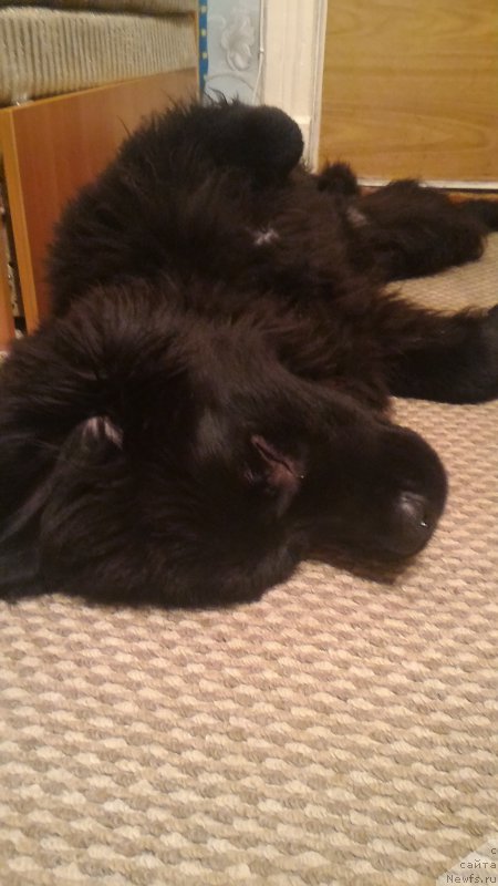 Фото: ньюфаундленд Белкондер-Клаб Бургунди Айс (Belkonder-Club Burgundy Ice)