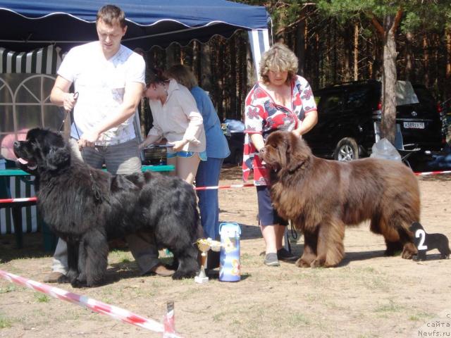 Фото: ньюфаундленд Супер Премиум Брабус