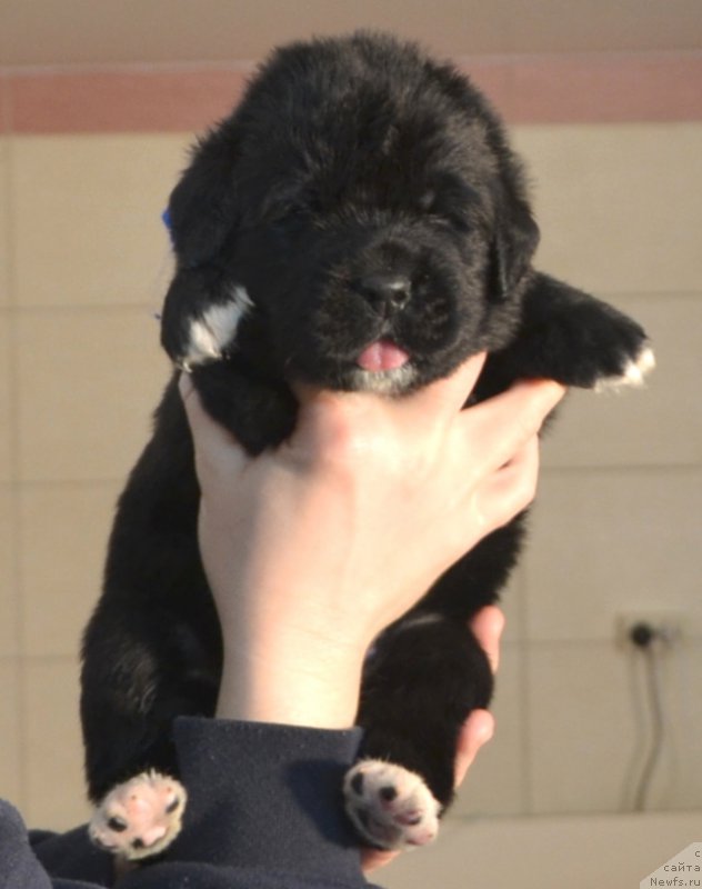 Фото: Щенки от, ньюфаундленд Promise To Love Midnight Bear, и, ньюфаундленд Newflame of Love Midnight Bear