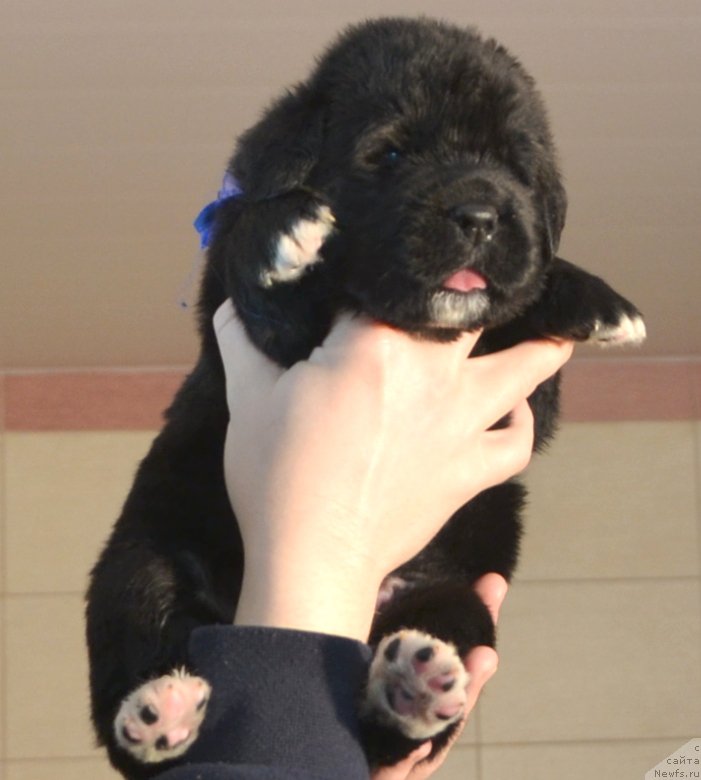 Фото: Щенки от, ньюфаундленд Promise To Love Midnight Bear, и, ньюфаундленд Newflame of Love Midnight Bear