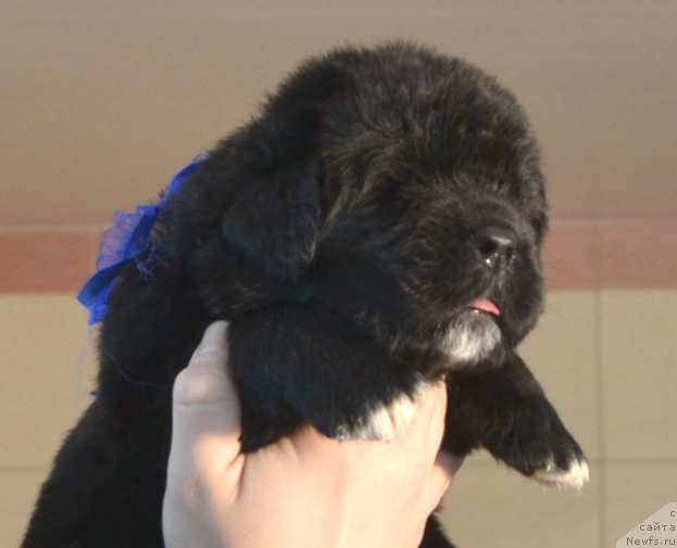 Фото: Щенки от, ньюфаундленд Promise To Love Midnight Bear, и, ньюфаундленд Newflame of Love Midnight Bear