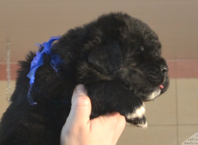 Фото: Щенки от, ньюфаундленд Promise To Love Midnight Bear, и, ньюфаундленд Newflame of Love Midnight Bear