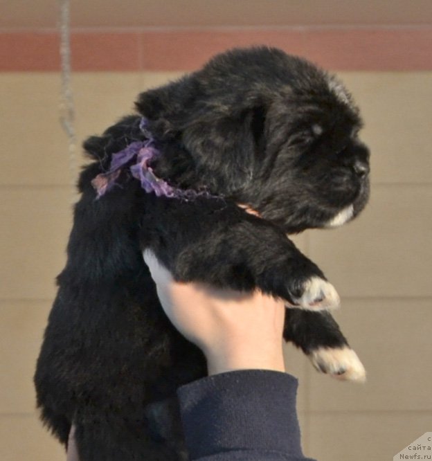 Фото: Щенки от, ньюфаундленд Promise To Love Midnight Bear, и, ньюфаундленд Newflame of Love Midnight Bear