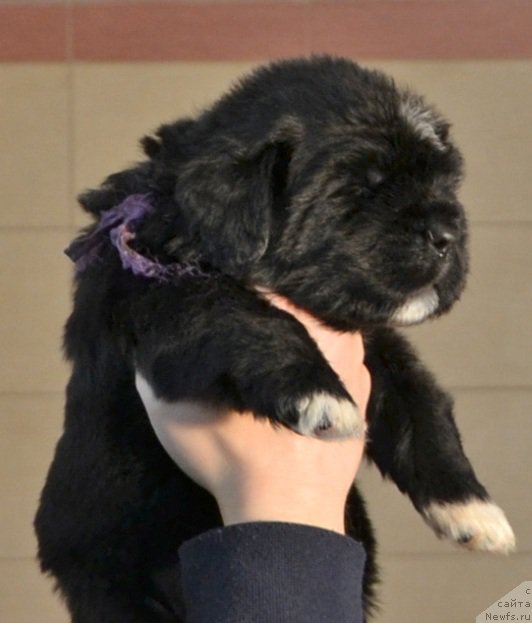 Фото: Щенки от, ньюфаундленд Promise To Love Midnight Bear, и, ньюфаундленд Newflame of Love Midnight Bear