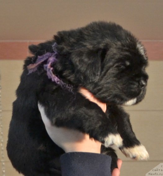 Фото: Щенки от, ньюфаундленд Promise To Love Midnight Bear, и, ньюфаундленд Newflame of Love Midnight Bear