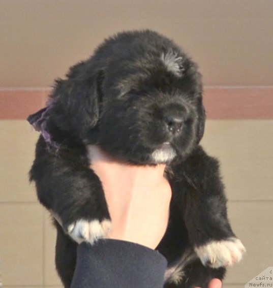 Фото: Щенки от, ньюфаундленд Promise To Love Midnight Bear, и, ньюфаундленд Newflame of Love Midnight Bear