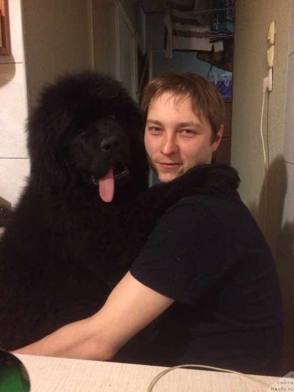 Фото: ньюфаундленд Сказочная Кроха Ангел Моей Души, Дмитрий Цаплин