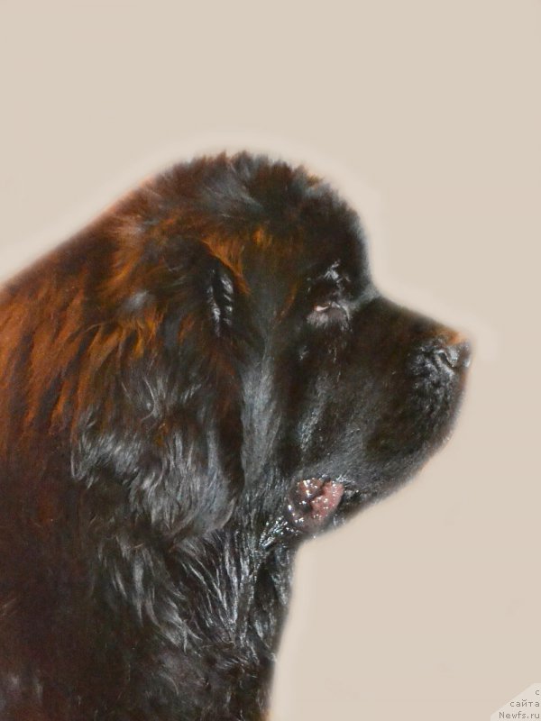 Фото: ньюфаундленд Линда Вялiкi Мядзведзь