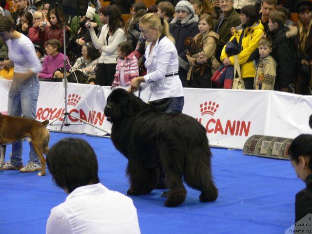 Фото: Александра Ивашова, ньюфаундленд О Блек Диамонд Литтл Беар (O Black Diamond Little Bear)