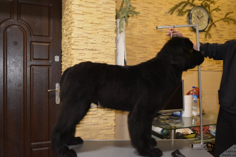 Фотография № 201305