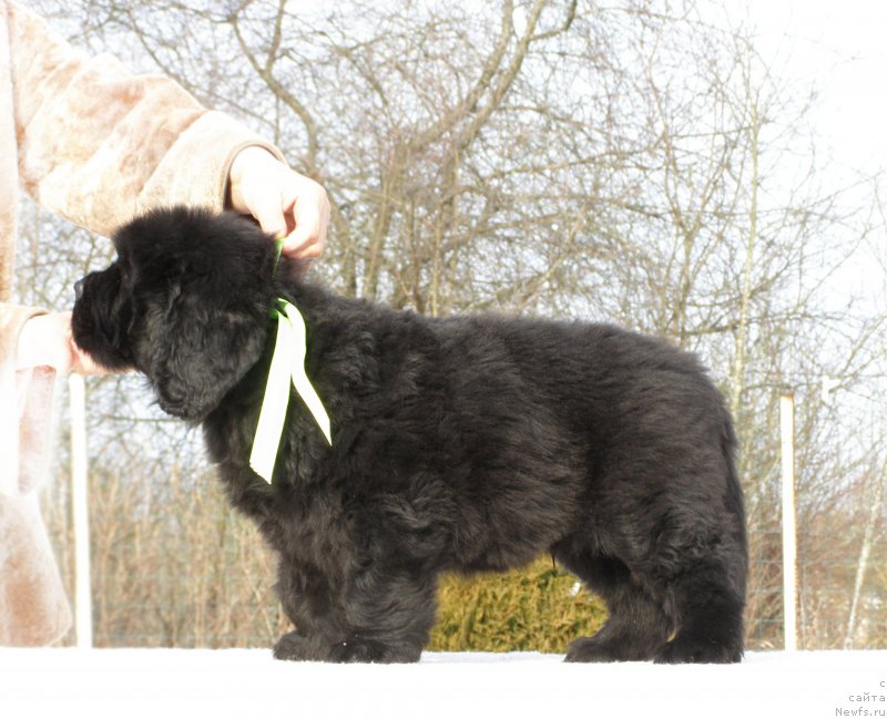 Фотография № 201306