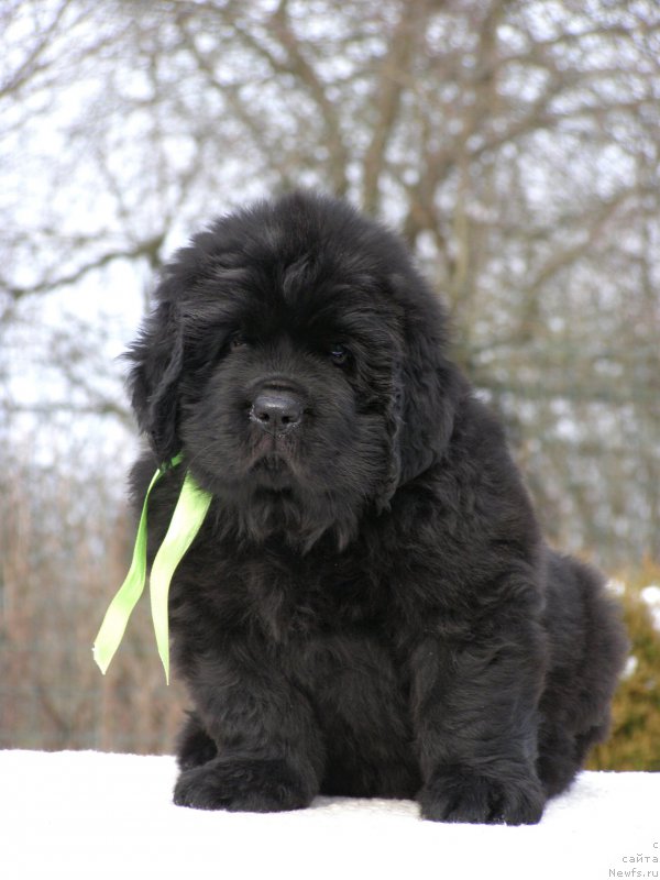 Фотография № 201307