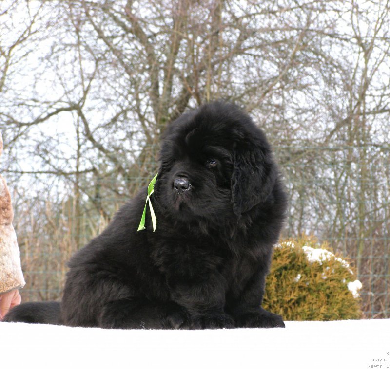 Фотография № 201311