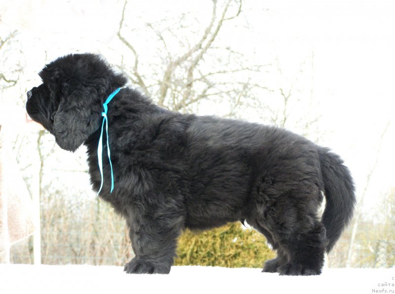 Фотография № 201313