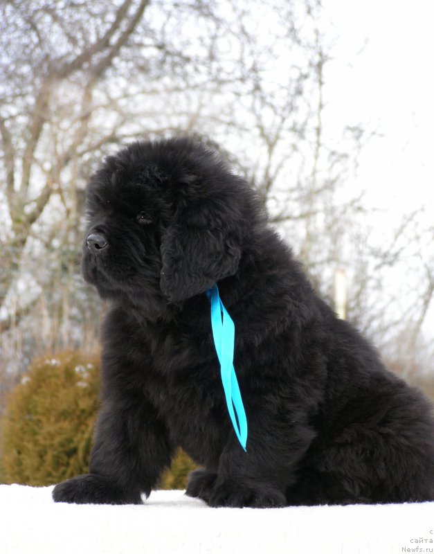 Фотография № 201314