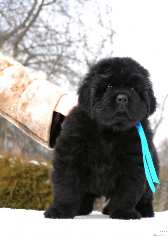 Фотография № 201315