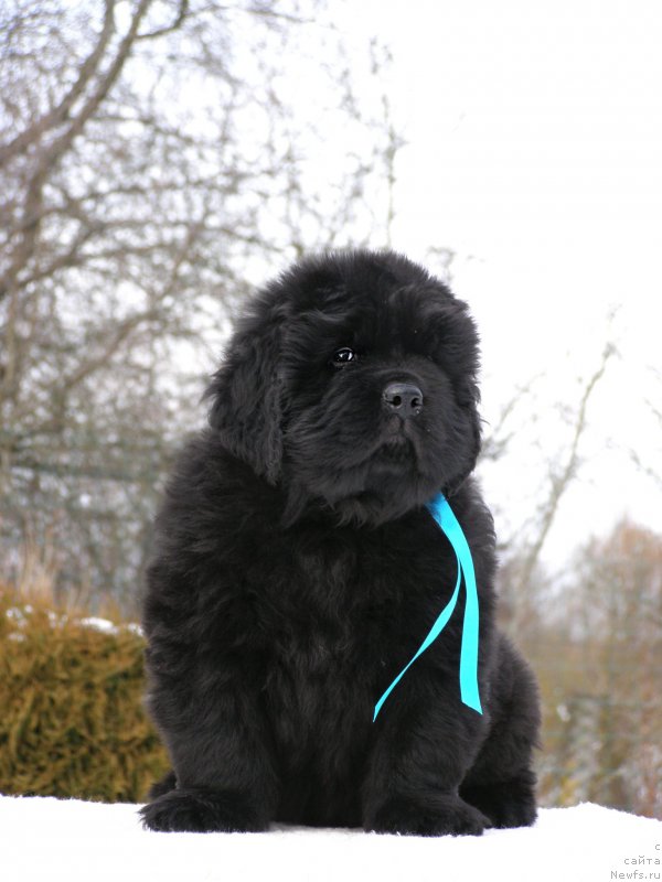 Фотография № 201316