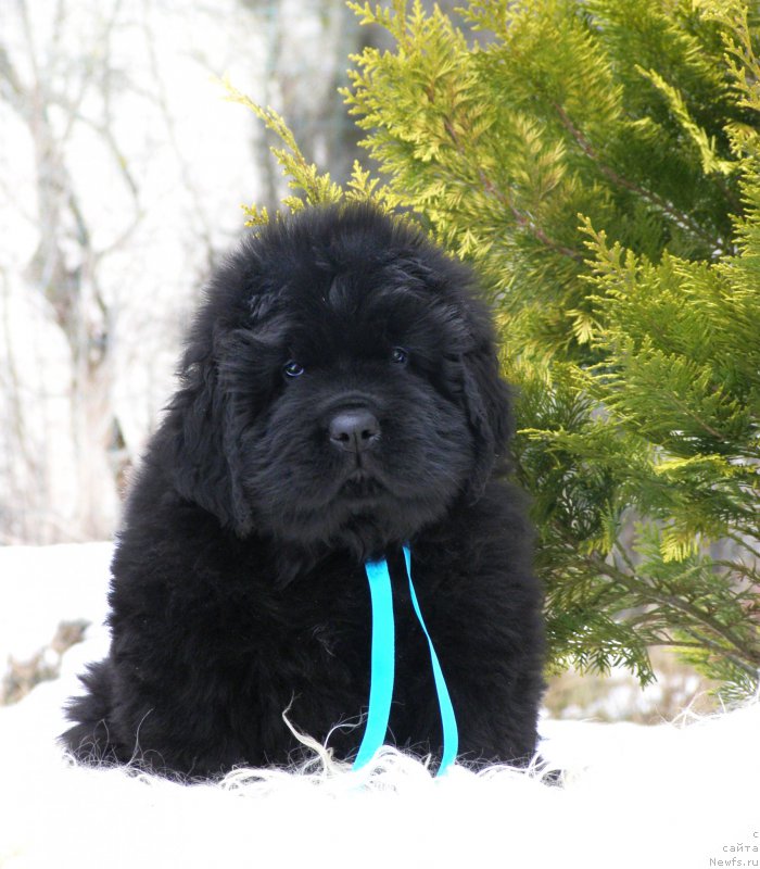 Фотография № 201317