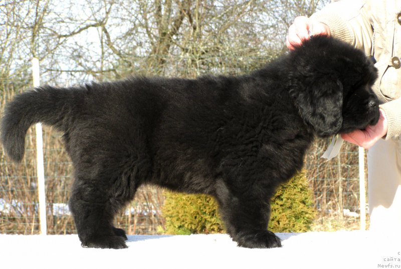 Фотография № 201318