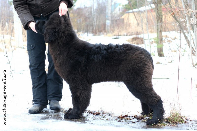 Фото: ньюфаундленд Черная Мафия Абове анд Беуонд (Chernaya Mafia Above and Beyond)