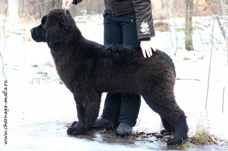 Фото: ньюфаундленд Черная Мафия Абове анд Беуонд (Chernaya Mafia Above and Beyond)