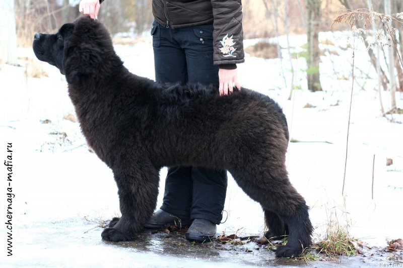 Фото: ньюфаундленд Черная Мафия Абове анд Беуонд (Chernaya Mafia Above and Beyond)