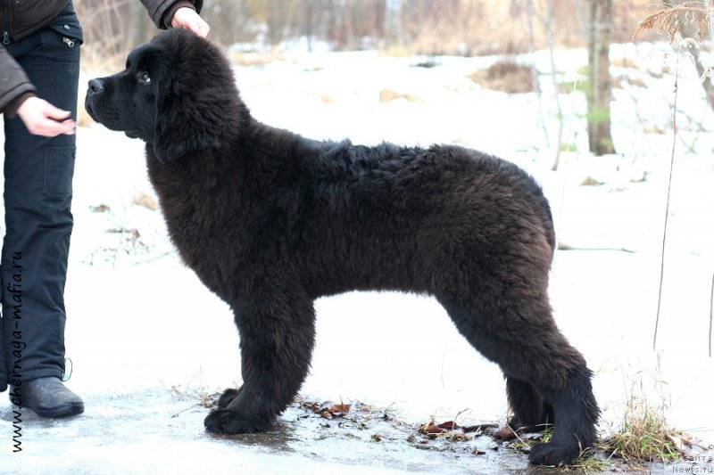 Фото: ньюфаундленд Черная Мафия Абове анд Беуонд (Chernaya Mafia Above and Beyond)