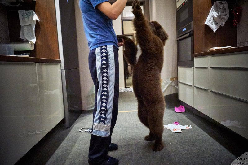 Фото: ньюфаундленд Фанньюф Аквилон (Funnewf Akvilon)