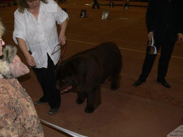 Фото: ньюфаундленд Супер Премиум Брабус