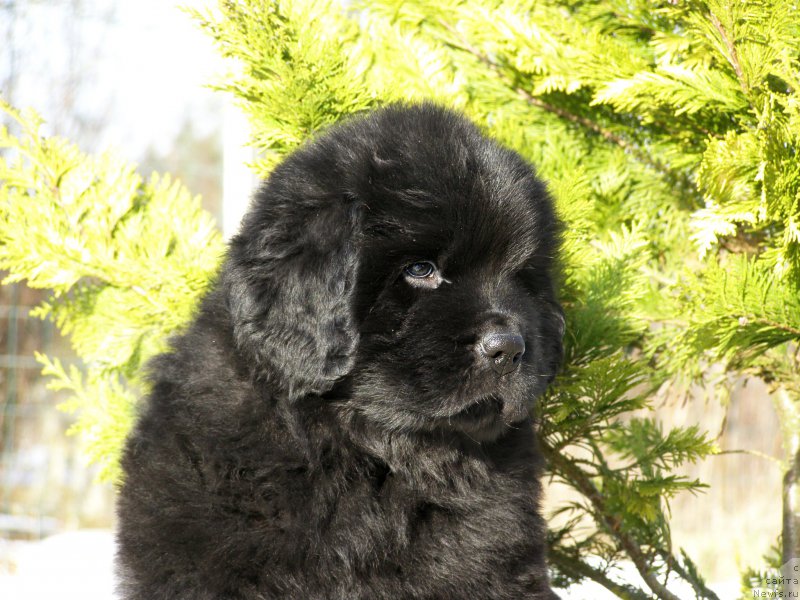 Фотография № 201330