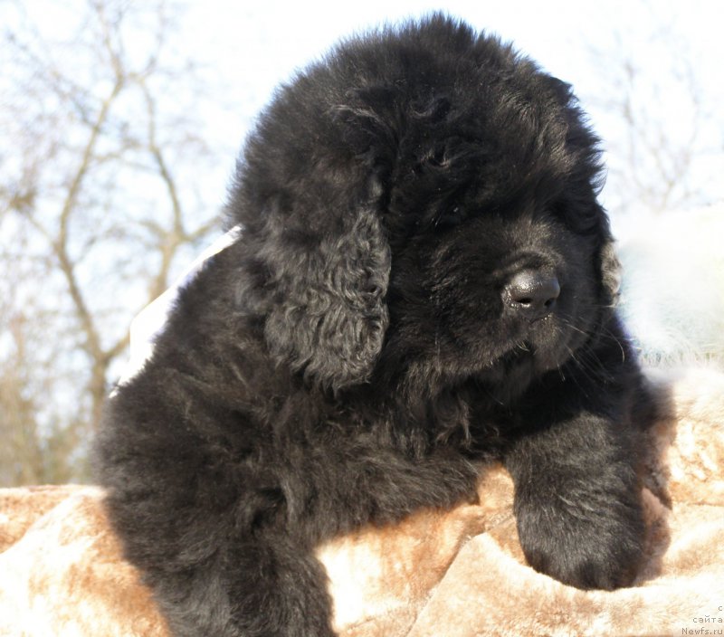 Фотография № 201334