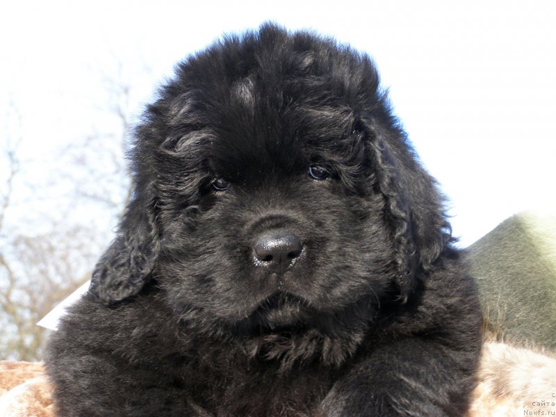 Фотография № 201335