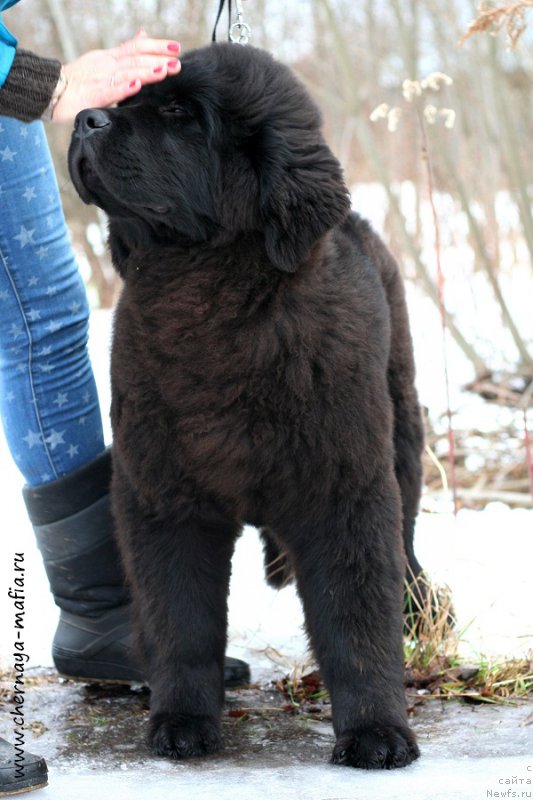 Фото: ньюфаундленд Черная Мафия Абове анд Беуонд (Chernaya Mafia Above and Beyond)
