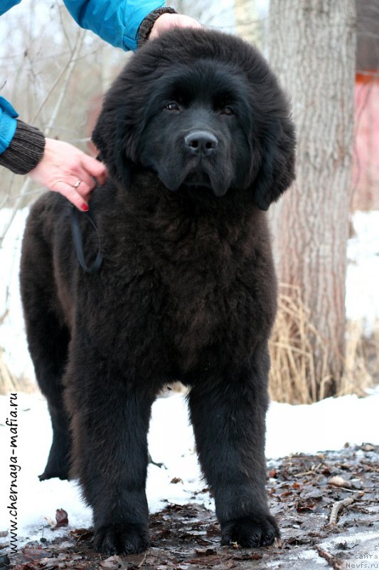 Фото: ньюфаундленд Черная Мафия Абове анд Беуонд (Chernaya Mafia Above and Beyond)