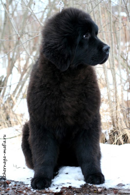 Фотография № 201338