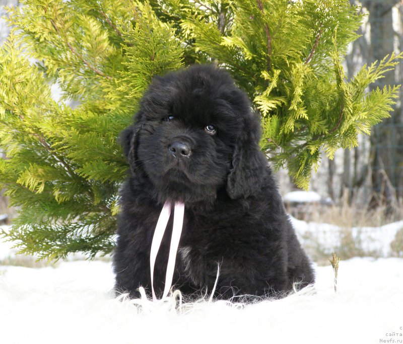 Фотография № 201343