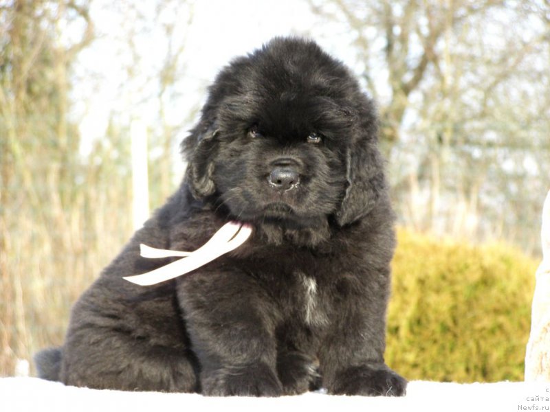 Фотография № 201345