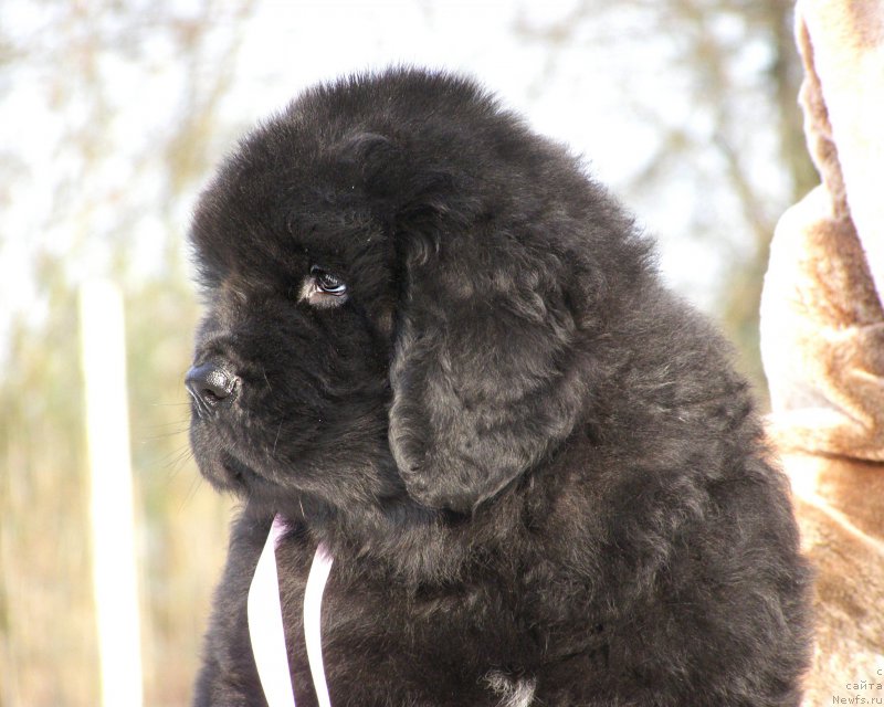 Фотография № 201346