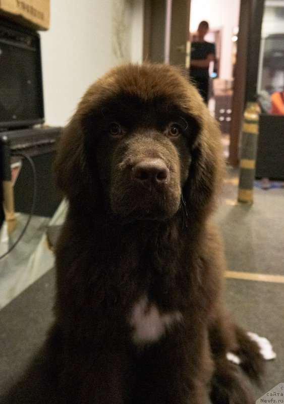 Фото: ньюфаундленд Фанньюф Аквилон (Funnewf Akvilon)
