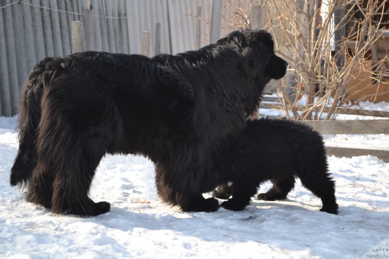 Фото: ньюфаундленд I'm Little Princess Midnight Bear, ньюфаундленд Талисман Моря Ла-Валетта