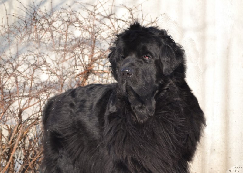 Фото: ньюфаундленд I'm Little Princess Midnight Bear