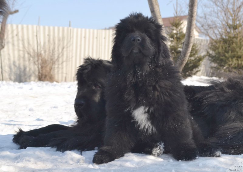 Фото: ньюфаундленд I'm Little Princess Midnight Bear, ньюфаундленд Талисман Моря Ла-Валетта