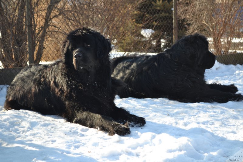 Фото: ньюфаундленд Талисман Моря Мишель, ньюфаундленд I'm Little Princess Midnight Bear