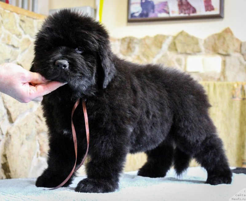 Фотография № 201362