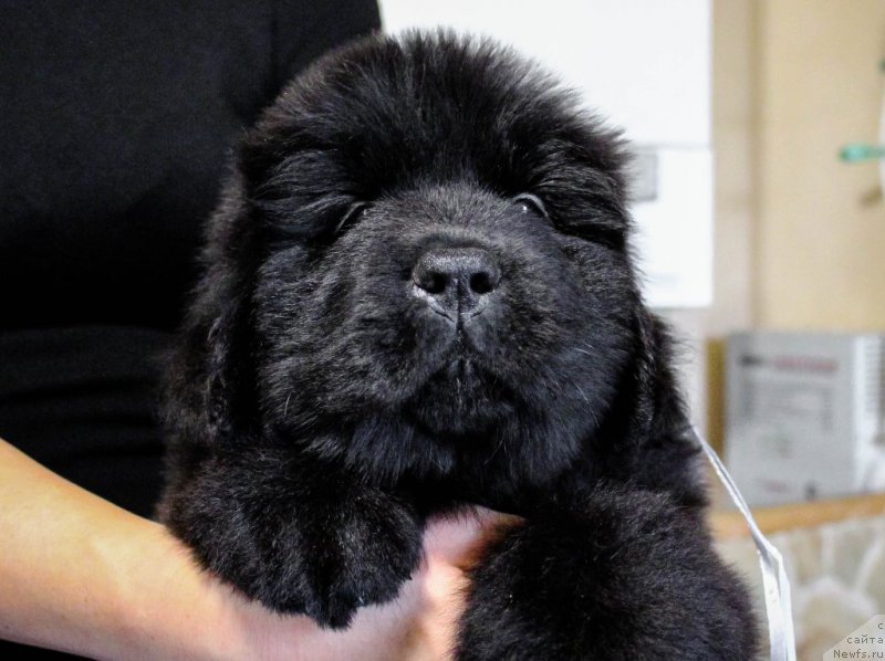 Фотография № 201365