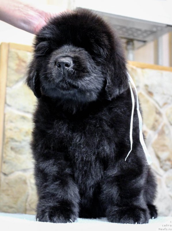 Фотография № 201366